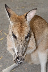 0782 Wildlife Habitat Port Douglas